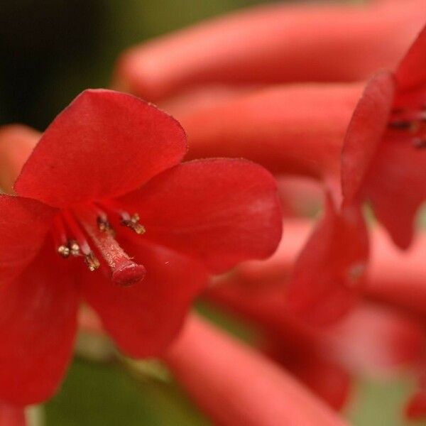 Rhododendron scabridibracteum 花