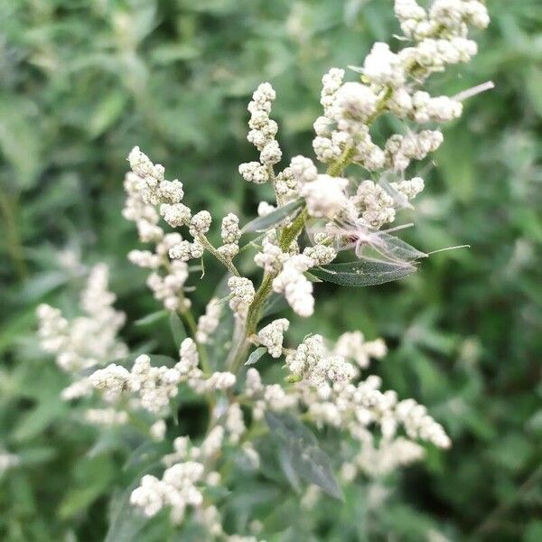 Chenopodium album Цветок