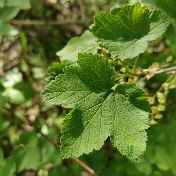 Ribes rubrum Leaf