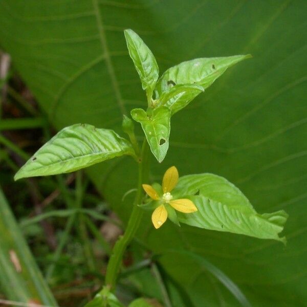 Ludwigia affinis Other