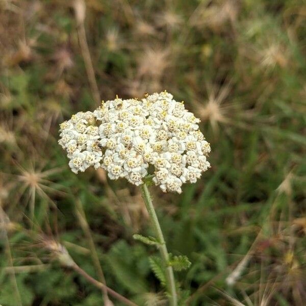 Achillea odorata Flower