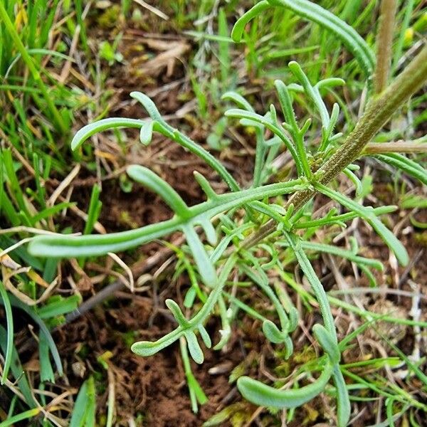 Iberis pinnata Leaf