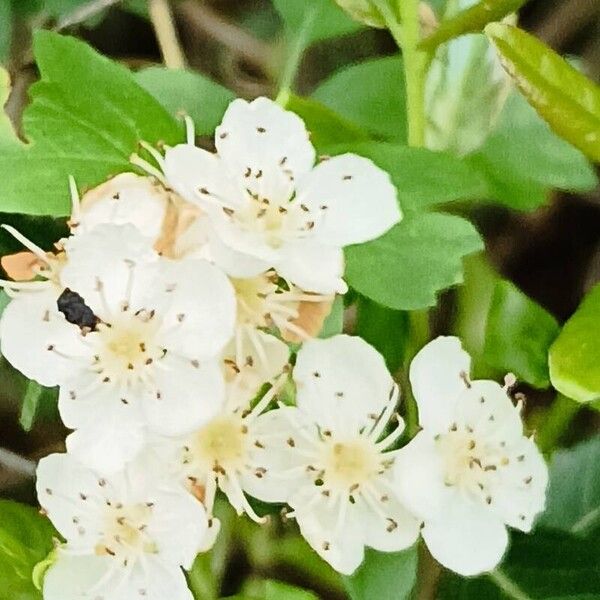 Crataegus rhipidophylla Flors