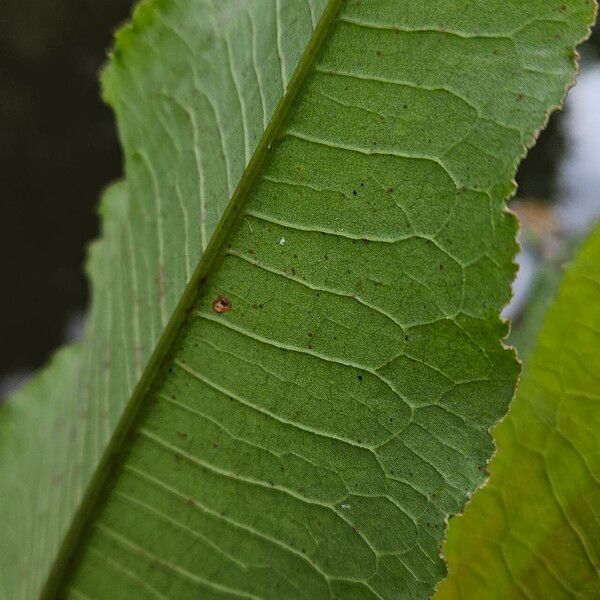 Rumex hydrolapathum Deilen