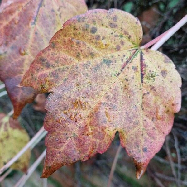 Parthenocissus tricuspidata برگ