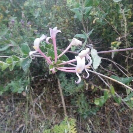 Chlorogalum pomeridianum Flower