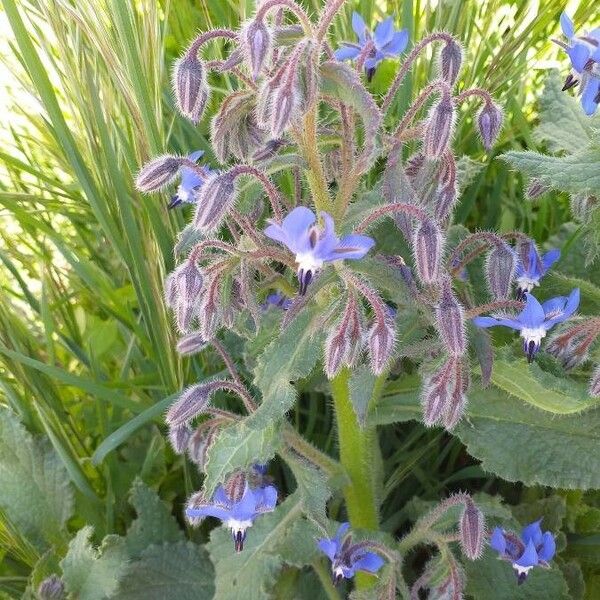 Borago officinalis Кветка