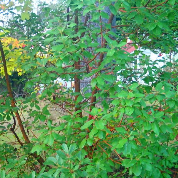 Arbutus menziesii ᱛᱟᱦᱮᱸ