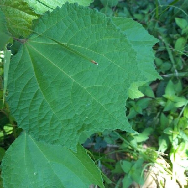 Triumfetta rhomboidea Leaf