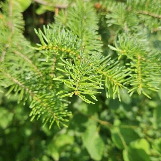 Abies balsamea Leht