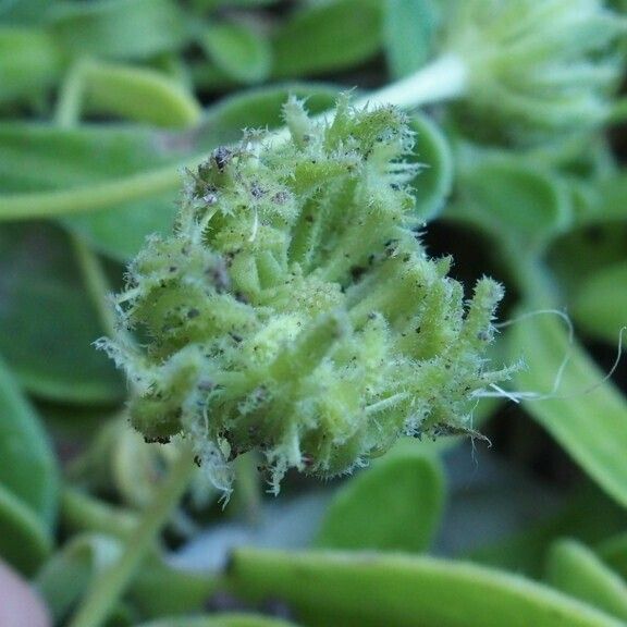 Calendula suffruticosa Fruit