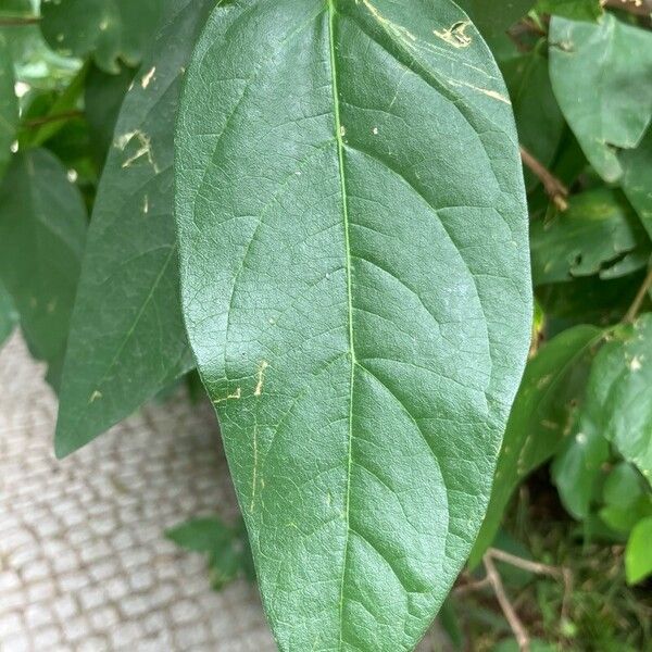 Calycanthus floridus Blad