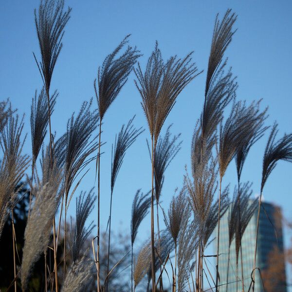 Miscanthus sacchariflorus മറ്റ്