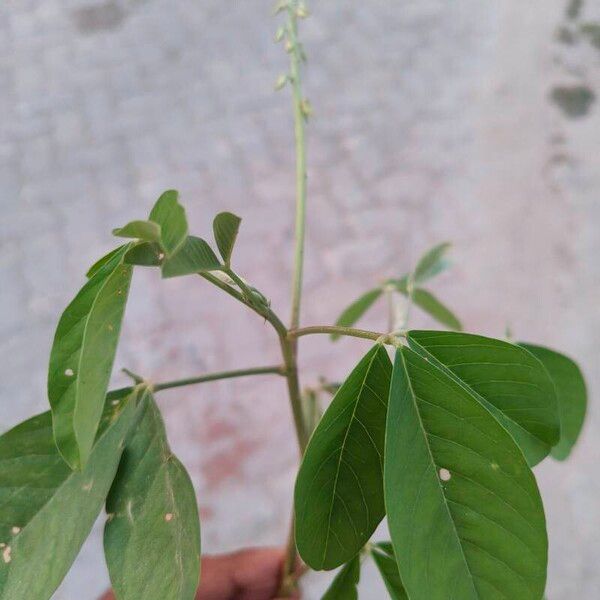 Crotalaria pallida Liść