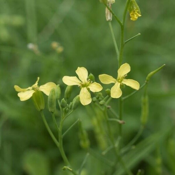 Rhamphospermum nigrum ফুল