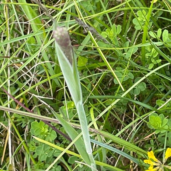 Holcus lanatus Leaf