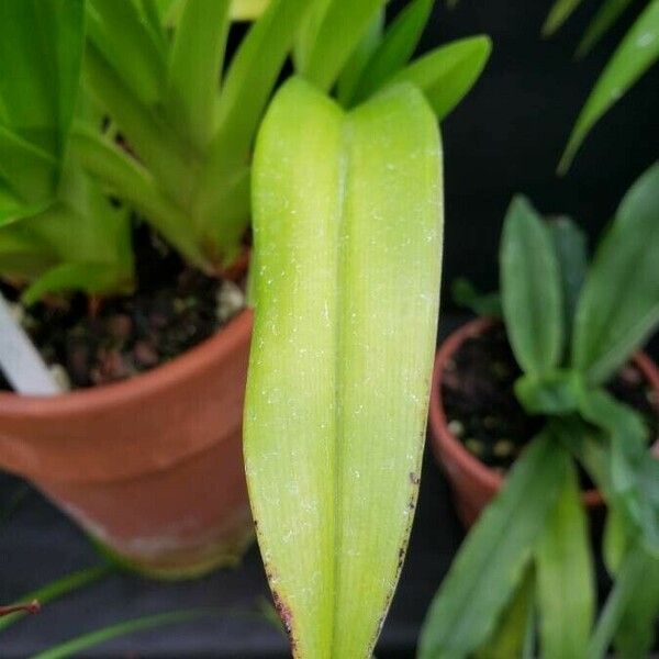Phragmipedium longifolium Leaf