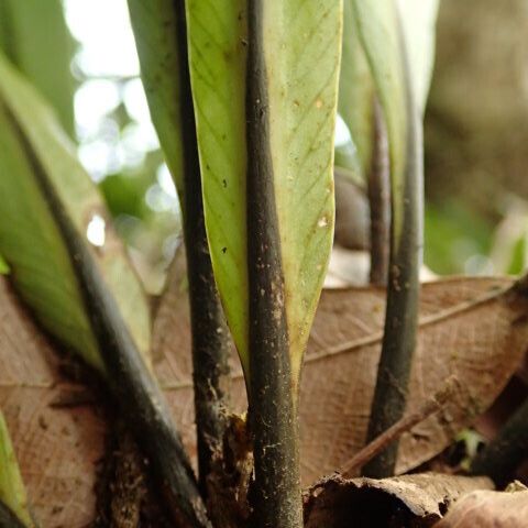 Asplenium africanum その他の提案