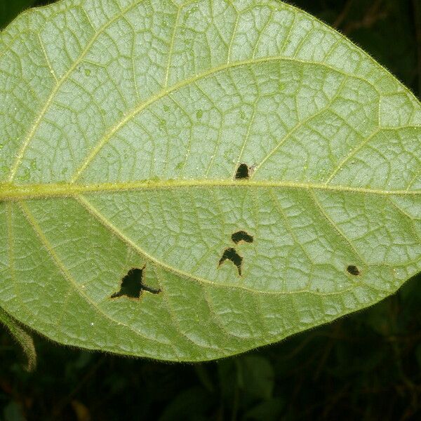 Mikania banisteriae 葉