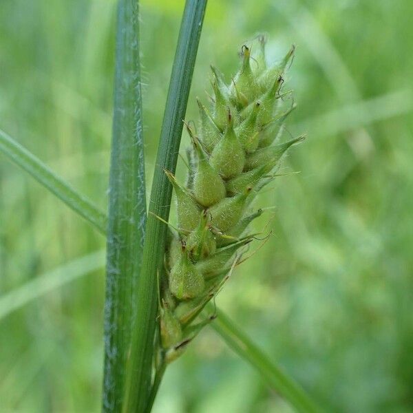 Carex hirta Frukt