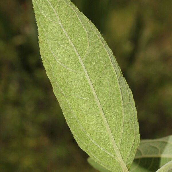 Clibadium surinamense Leaf