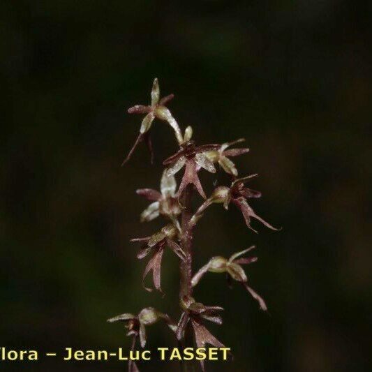 Neottia cordata Fiore