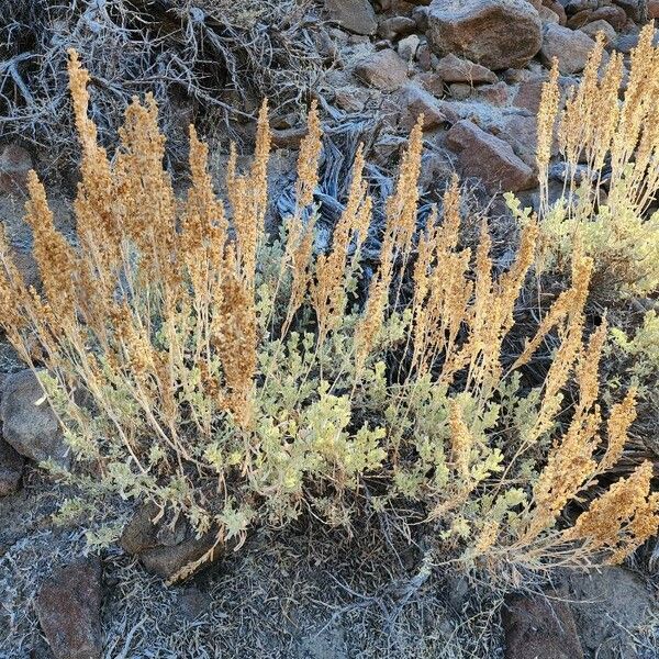 Artemisia nova Flower
