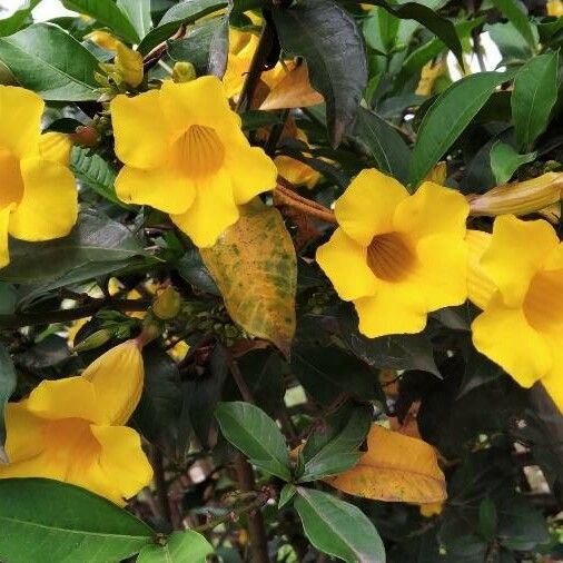 Allamanda schottii ᱵᱟᱦᱟ