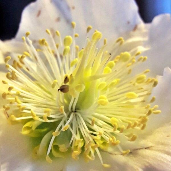 Helleborus niger 花