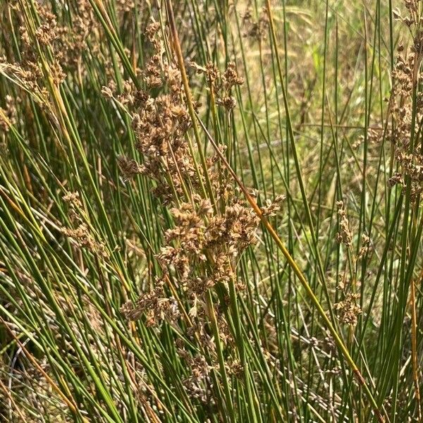 Juncus maritimus Flor