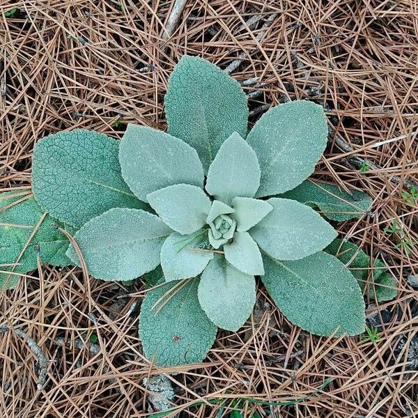 Verbascum boerhavii Leaf