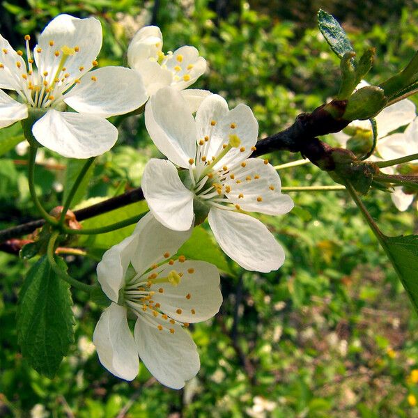 Prunus domestica Cvet