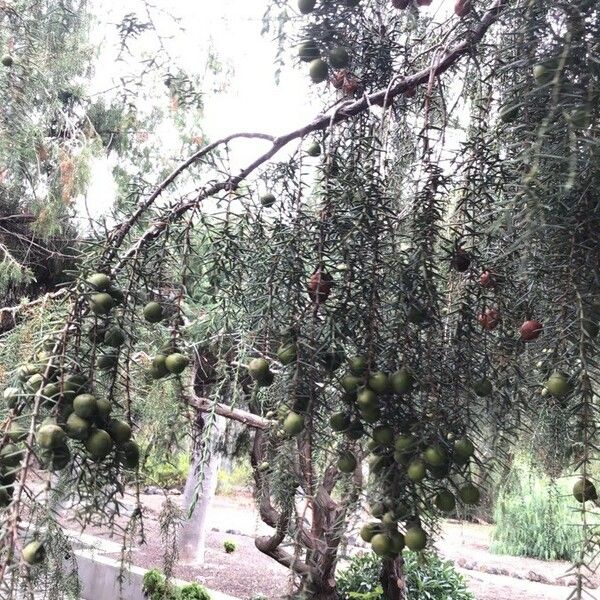 Juniperus cedrus Frukt