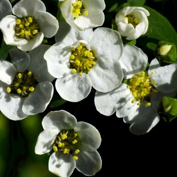 Spiraea hypericifolia Blüte