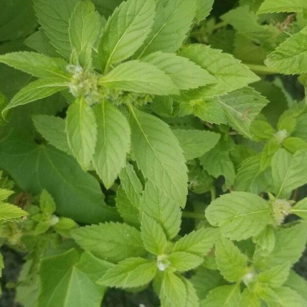 Mentha arvensis Leht