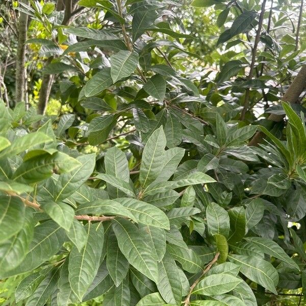 Petiveria alliacea Leaf