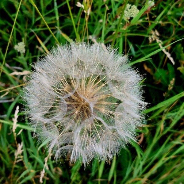 Tragopogon pratensis Fruit