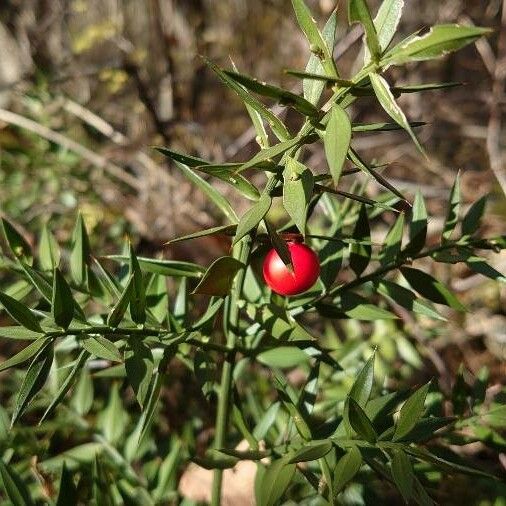 Ruscus aculeatus Gyümölcs