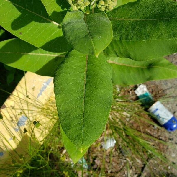 Asclepias syriaca Leaf