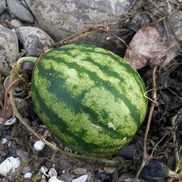 Citrullus lanatus Fruit