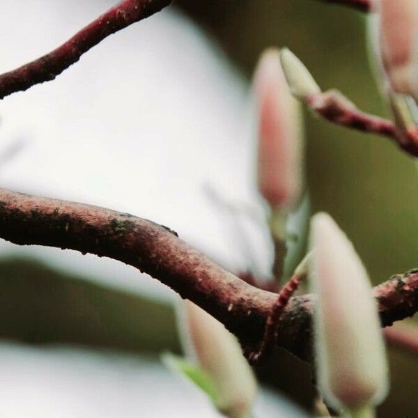 Magnolia × soulangeana Fleur