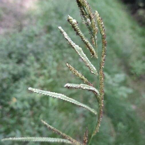 Paspalum urvillei Плод