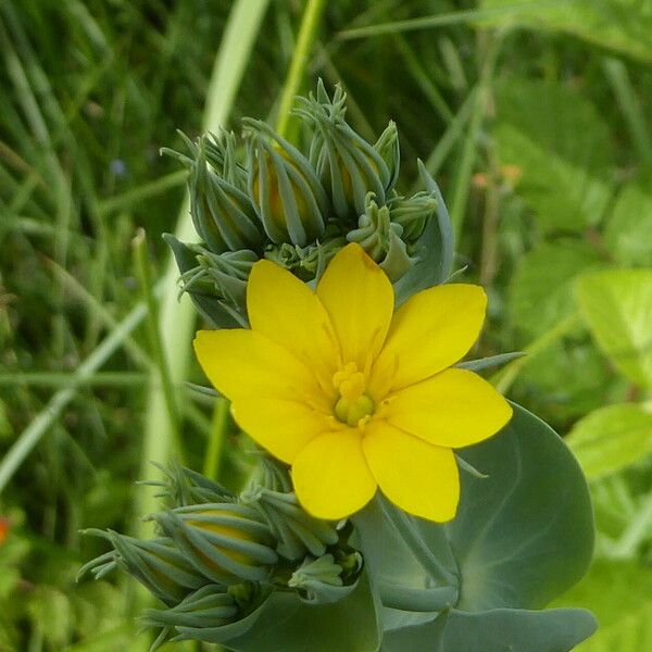 Blackstonia perfoliata 花