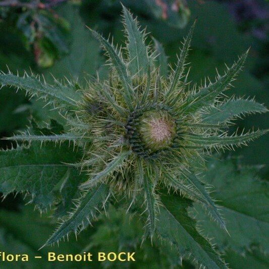 Cirsium carniolicum Frucht