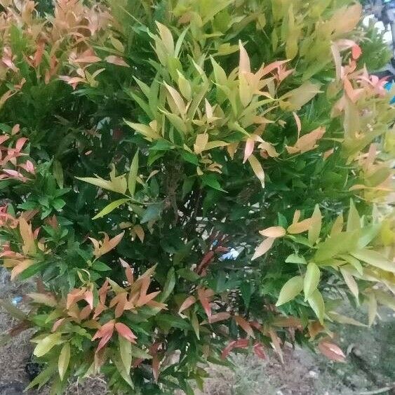 Syzygium jambos পাতা