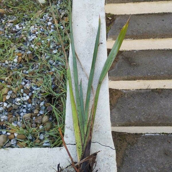 Phormium tenax Лист