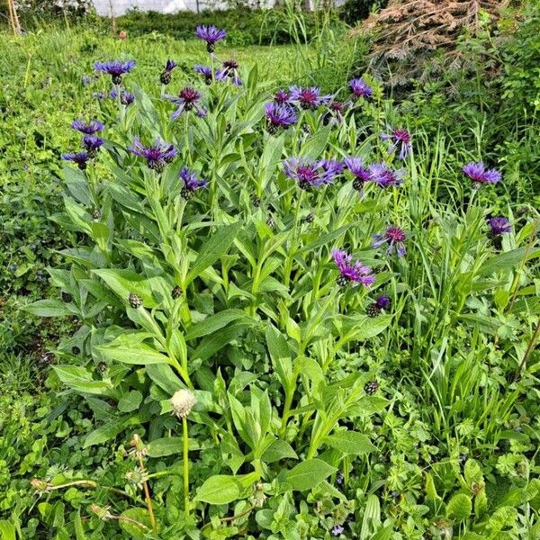 Centaurea montana Habit