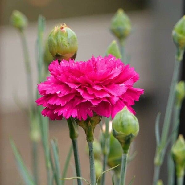 Dianthus caryophyllus Цветок