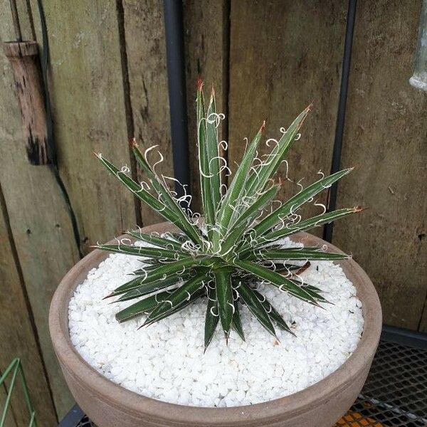 Agave toumeyana Leaf