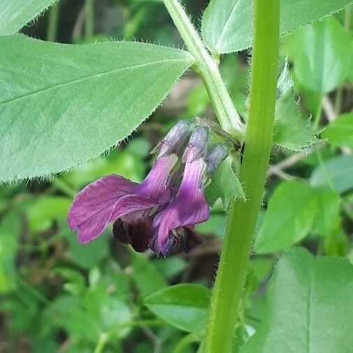 Vicia narbonensis Blomma